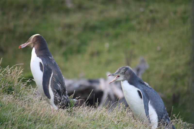Nieuw-Zeeland 2011 - 2042